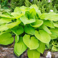 Ki-Renjyaku Double Flowering Hosta