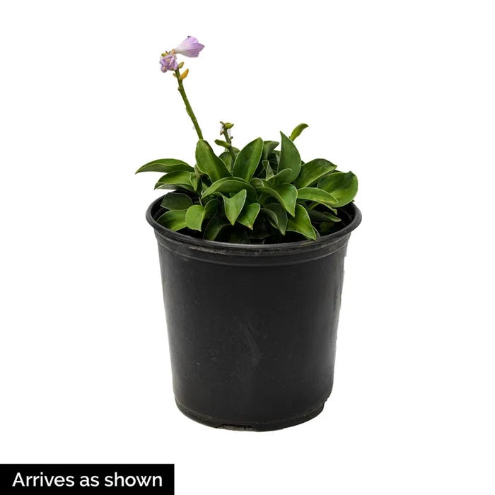Ki-Renjyaku Double Flowering Hosta