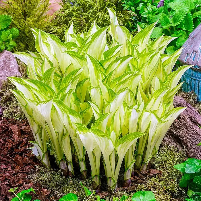 Kiwi Spearmint Hosta