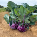 Kohlrabi Konstance