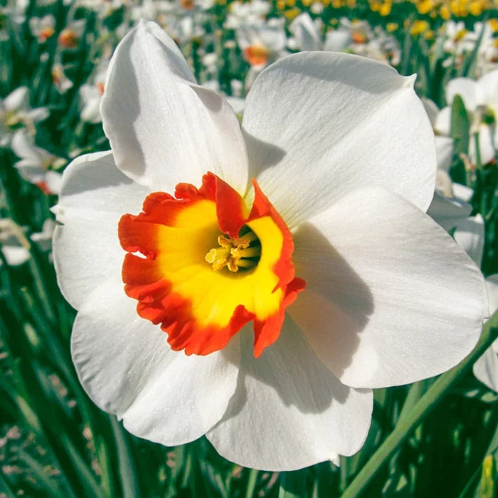 Large Cupped Daffodil Colin's Joy