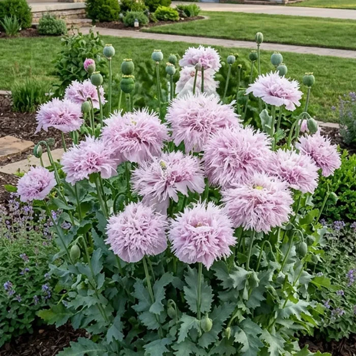 Large Poppy Lilac Pompom