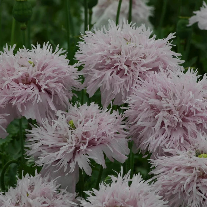 Large Poppy Lilac Pompom