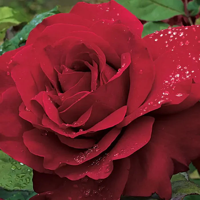 Legends™ Hybrid Tea Rose