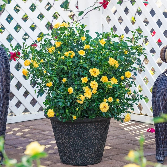 Lemon Drop Miniature Rose