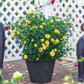 Lemon Drop Miniature Rose
