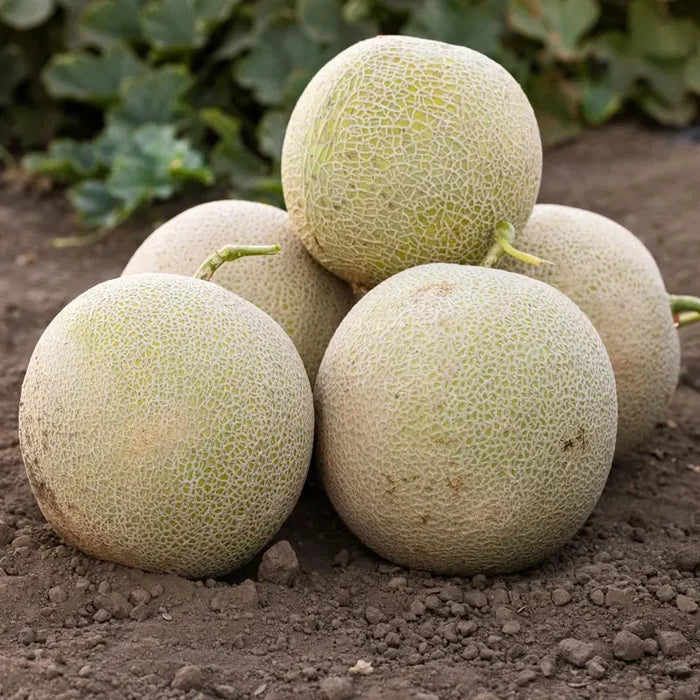 Lemoncello Melon