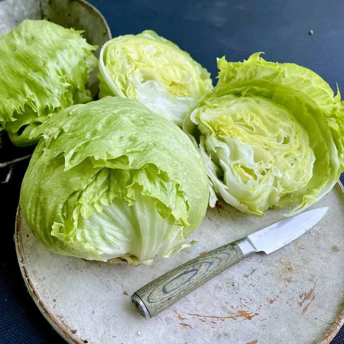 Lettuce Pint Size