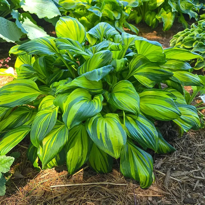 Liberty Hosta