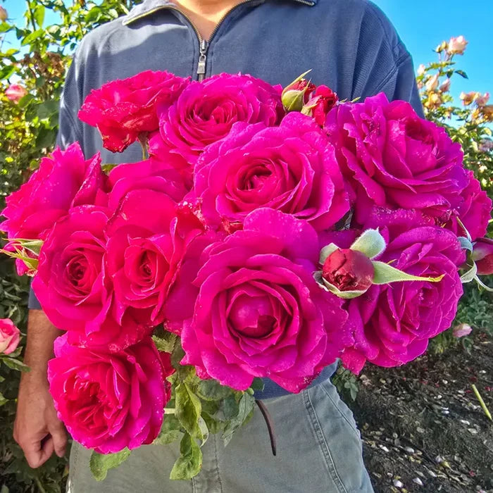 Light Years Away Floribunda Rose