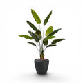 Linford Medium 44x39.5 Black with Strelitzia 160cm