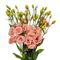 Lisianthus Cessna Lis Adora® Apricot
