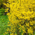 Lynwood Gold Forsythia Bundle