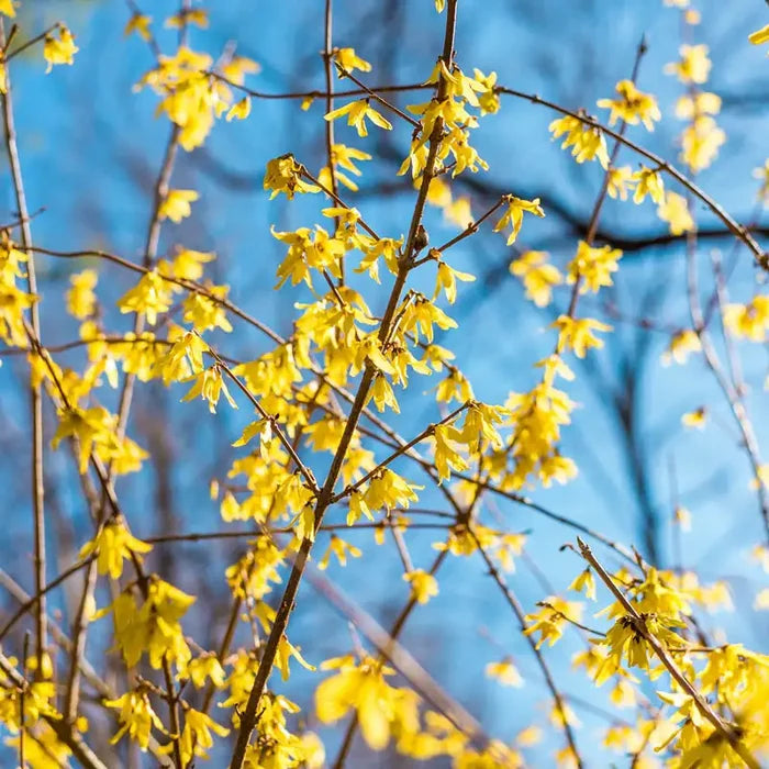 Lynwood Gold Forsythia Bundle