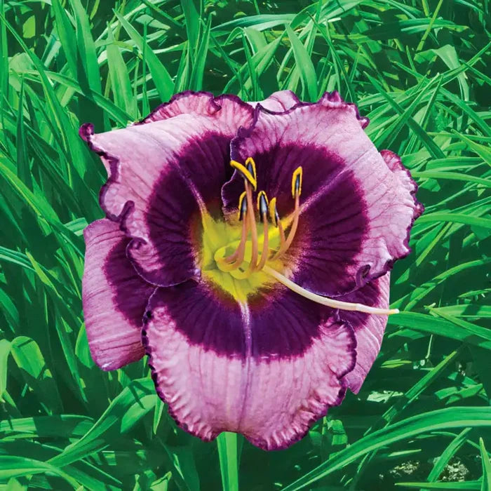 MacBeth Reblooming Daylily