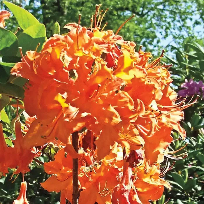 Mandarin Lights Hardy Azalea