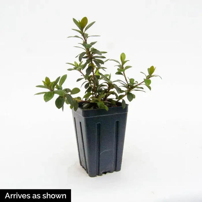 Mandarin Lights Hardy Azalea