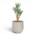 Mariella Round  L 53 x 49 Beige With Agave 4 Head