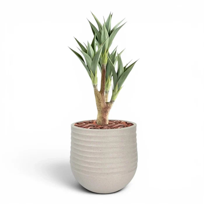 Mariella Round  L 53 x 49 Beige With Agave 4 Head