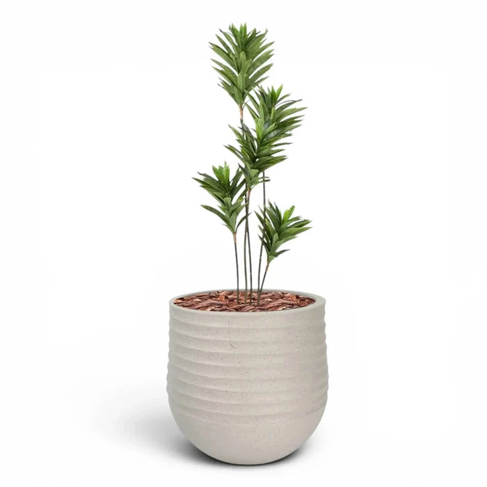 Mariella Round  L 53 x 49 Beige With Dracaena Reflexa 120cm