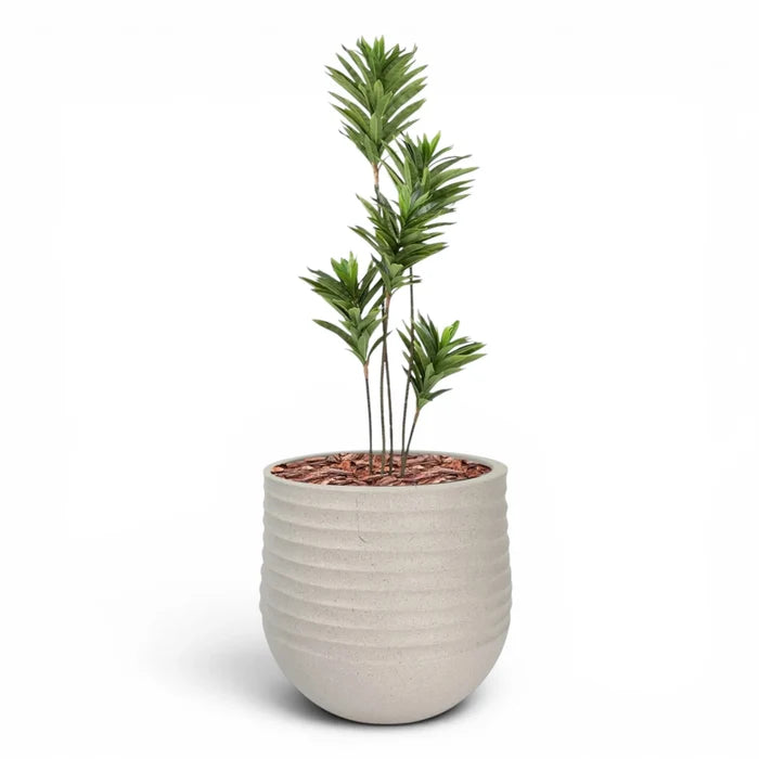 Mariella Round  L 53 x 49 Beige With Dracaena Reflexa 120cm