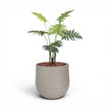 Mariella Round  L 53 x 49 Beige With Philodendron 120cm