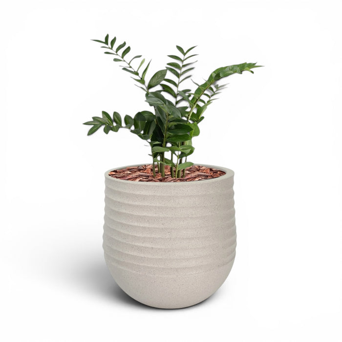 Mariella Round  L 53 x 49 Beige With Zamifolia 90cm