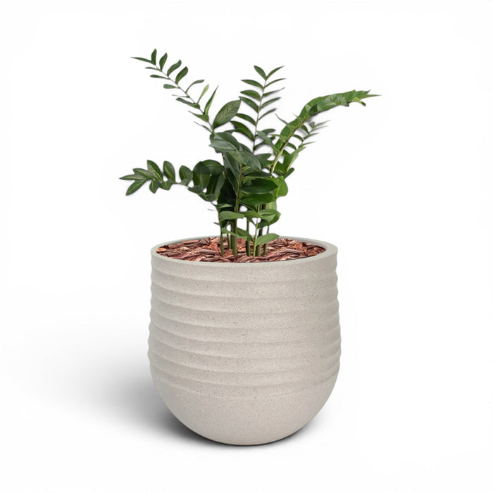 Mariella Round  L 53 x 49 Beige With Zamifolia 90cm
