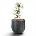 Mariella Round L 53 x 49 Black With Dracaena 100cm