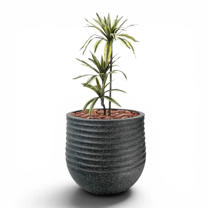 Mariella Round L 53 x 49 Black With Dracaena 100cm