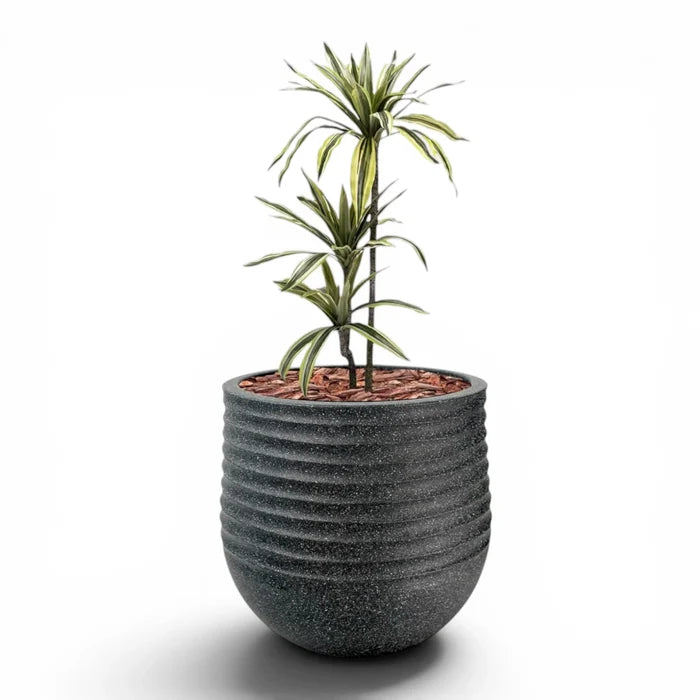 Mariella Round L 53 x 49 Black With Dracaena 100cm