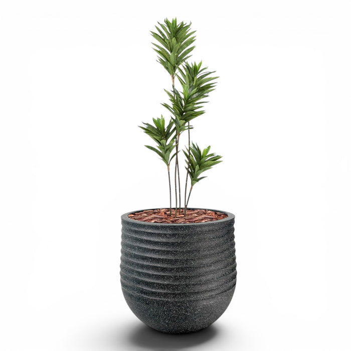 Mariella Round L 53 x 49 Black With Dracaena Reflexa 120cm