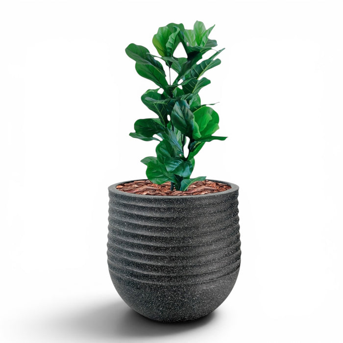 Mariella Round L 53 x 49 Black With Fiddle Leaf Ficus 90cm