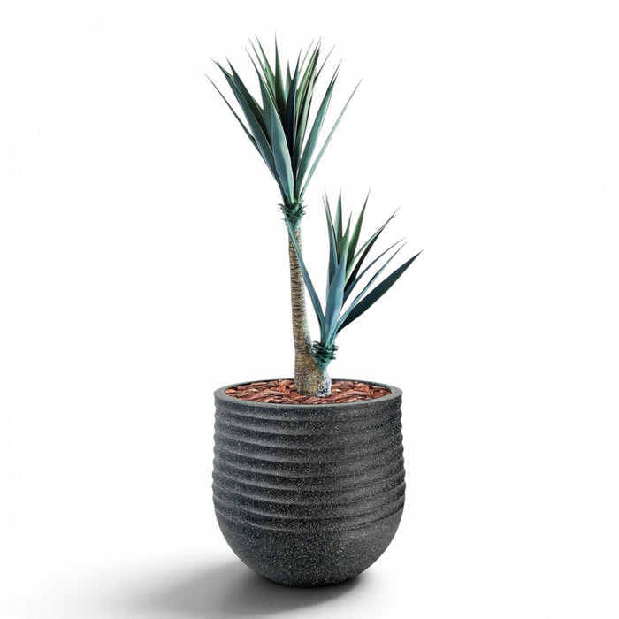 Mariella Round L 53 x 49 Black With Yucca 130cm