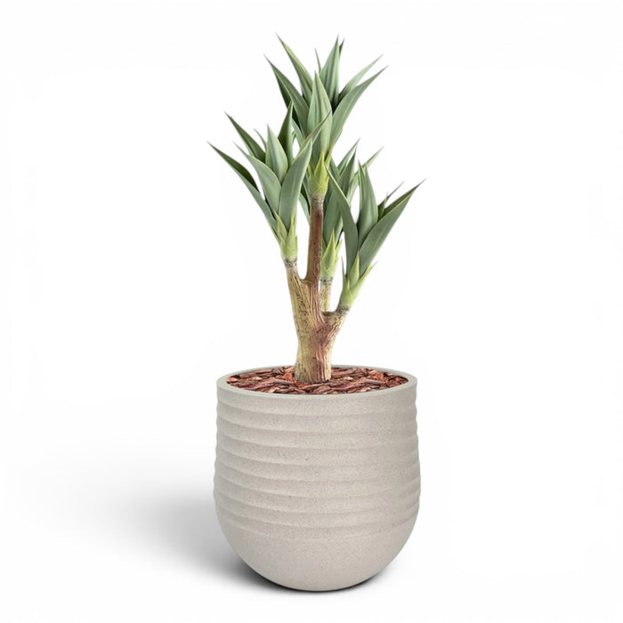 Mariella Round M 40 x 37 Beige With Agave 4 Head 105cm