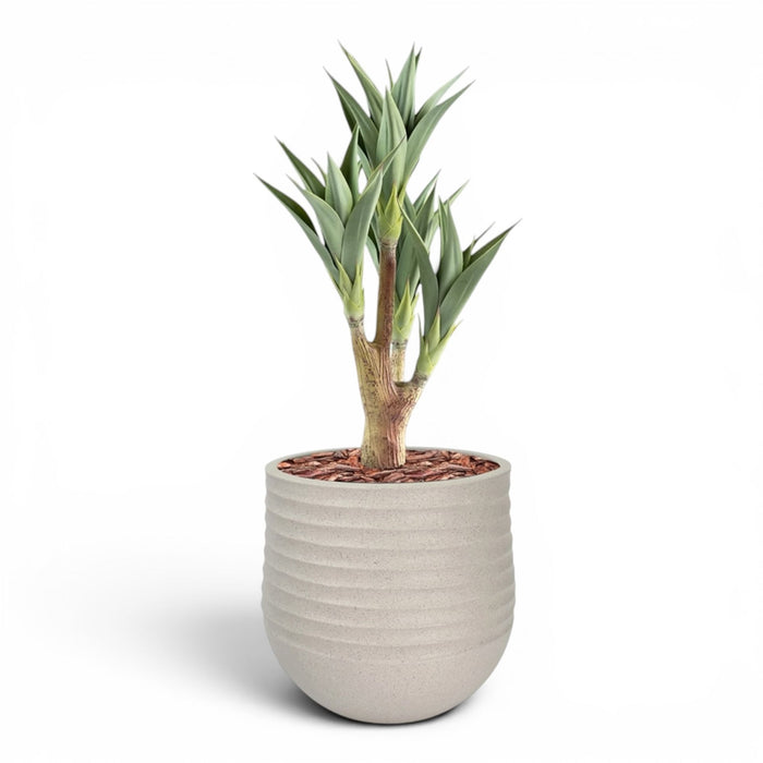 Mariella Round M 40 x 37 Beige With Agave 4 Head 105cm