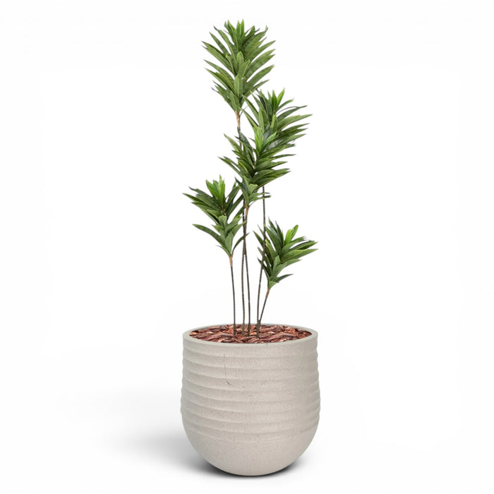 Mariella Round M 40 x 37 Beige With Dracaena Reflexa 120cm