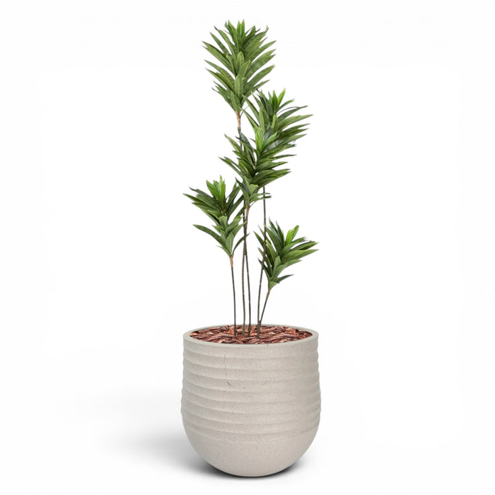 Mariella Round M 40 x 37 Beige With Dracaena Reflexa 120cm