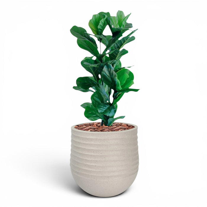 Mariella Round M 40 x 37 Beige With Fiddle Leaf Ficus 90cm