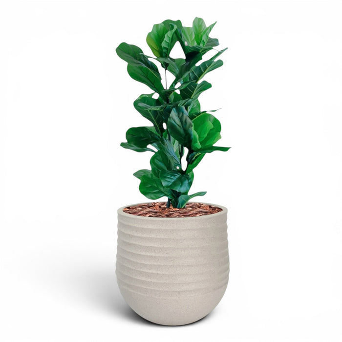 Mariella Round M 40 x 37 Beige With Fiddle Leaf Ficus 90cm