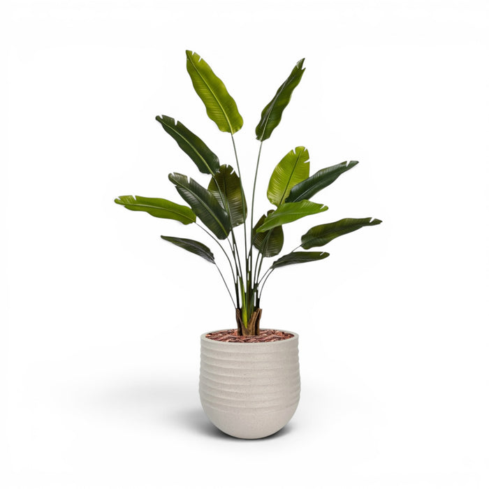 Mariella Round M 40 x 37 Beige With Strelitzia 160cm