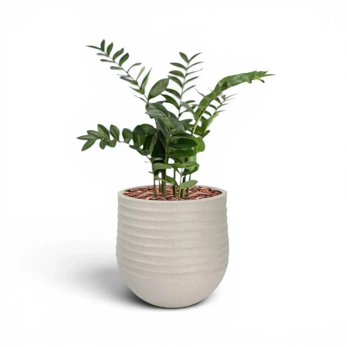 Mariella Round M 40 x 37 Beige With Zamifolia 90cm