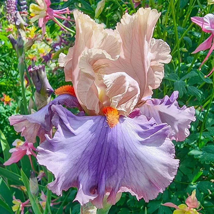 Mayfair Reblooming Bearded Iris