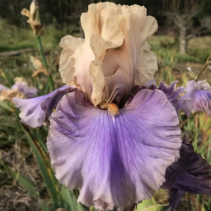 Mayfair Reblooming Bearded Iris