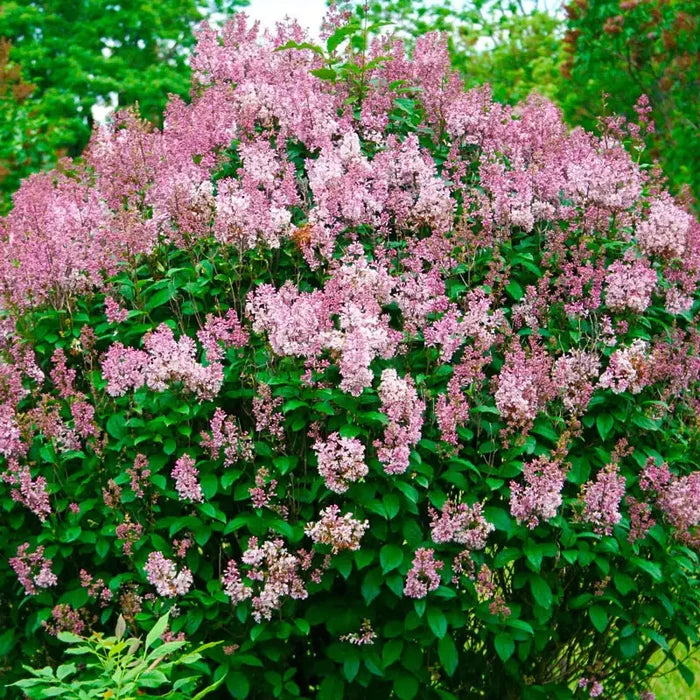 Minuet Lilac Bundle