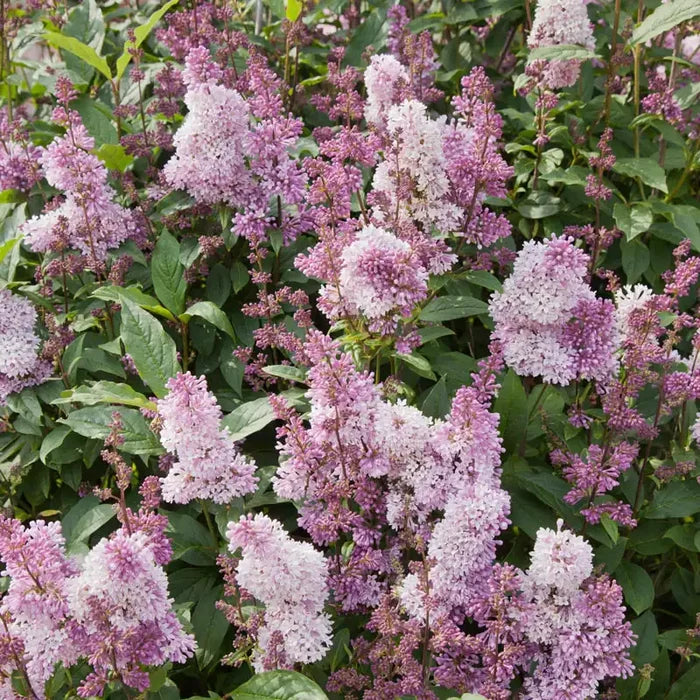 Minuet Lilac Bundle