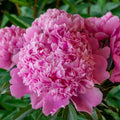 Monsieur Jules Elie Peony