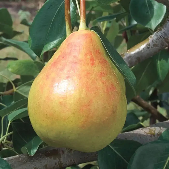 Moonglow Pear Tree