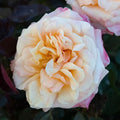 Morning Glow™ Floribunda Rose