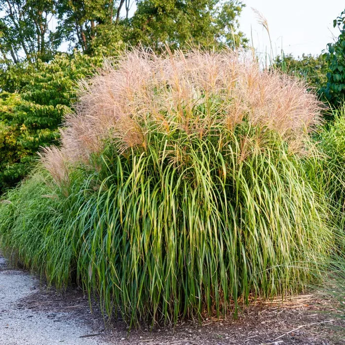 Morning Light Maiden Grass